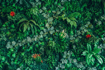 Close up group of background tropical green leaves texture and abstract background. Tropical leaf...