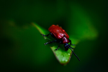 red bug on green leaf