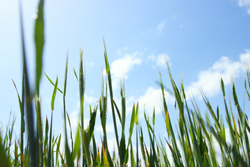 low angle view of fresh grass against blue sky. freedom and renewal concept