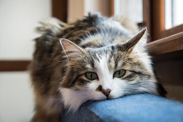 A beautiful tabby domestic cat laying on the back of a dark blue sofa
