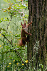 brown squirrel on the tree trunk between the greenery, looking at camera
