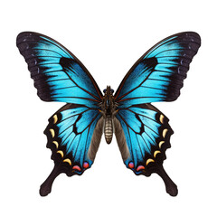 Fototapeta premium Luzon Peacock Swallowtail Butterfly