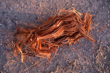 A bundle of copper wire in his hand. Copper scrap. Shiny red copper wire.