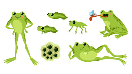 Frog toad animal characters isolated set. Vector graphic design element illustration