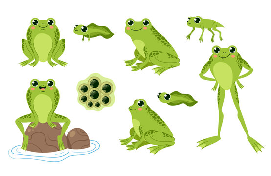 Frog toad animal characters isolated set. Vector graphic design element illustration