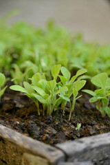 closeup the bunch small brinjal plant growing with leaves in the wooden basket soft focus natural green brown background.