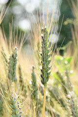 Fototapeta premium closeup the bunch ripe green yellow wheat stitch plant growing with leaves in the farm field soft focus natural green brown background.