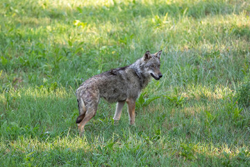 Italian Wolf photographed inside an animal rescue centre 