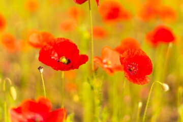 Red poppy flowers in a field