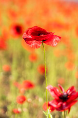 Red poppy flowers in a field