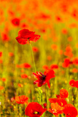 Fototapeta na wymiar Red poppy flowers in a field