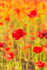 Red poppy flowers in a field