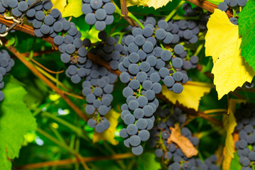 ripe clusters of sweet red grapes
