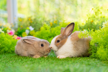 potrait two brown bunny sitting on grasses, young cute rabbit in nature