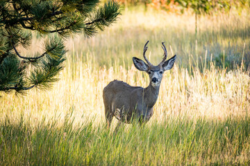 deer in the meadow