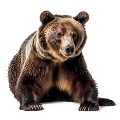 Bear isolated transparent background