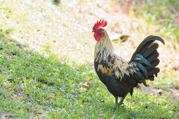 rooster in the grass