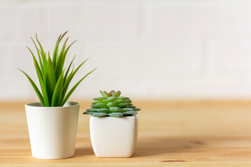 .Indoor artificial plants, various succulents in pots. Succulents in white mini-pots. Ideas for home decoration.Copy space .