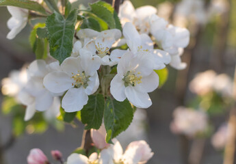 Apple blossom in spring, close up of white flowers on a branch