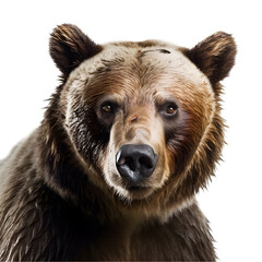 Bear isolated transparent background