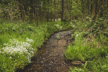 Strumień © Katarzyna