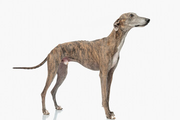 side view of cute greyhound dog with thin legs looking to side