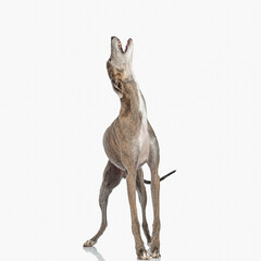 Fototapeta premium upset english hound dog looking up and barking