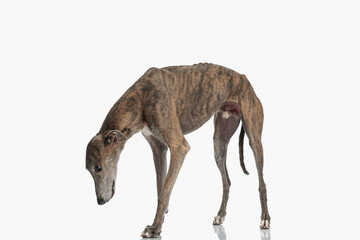curious english greyhound dog looking down and searching