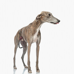 adorable english hound dog sticking out tongue, panting and looking to side