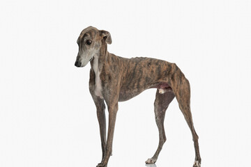 side view of sweet greyhound dog looking down and standing