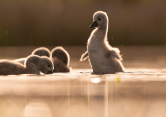 Sweet swan babies in golden light