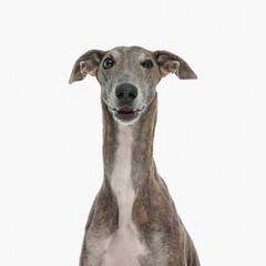 portrait of cute hunting dog with long neck looking forward