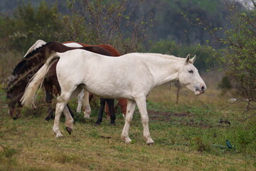 domestic White and brown horse in the wild grazing in the field, taken during a Safari game drive in a nature reserve of South Africa
