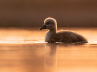 Sweet swan babies in golden light