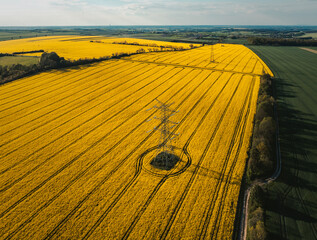 High voltage lines and canola