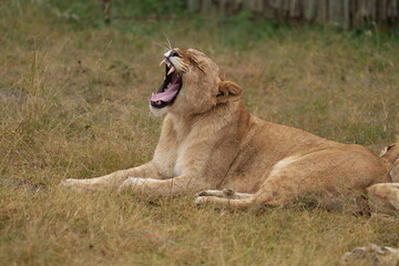 Lazy Lioness Laying around and yawning, sitting in the bushveld of a field in a Nature reserve...