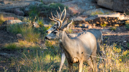 closeup shot of deer in the wild