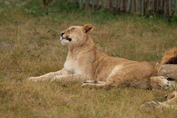 Obraz na płótnie Canvas Lazy Lioness Laying around and yawning, sitting in the bushveld of a field in a Nature reserve during a Safari game drive