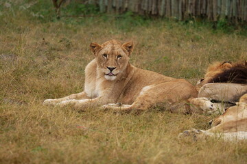 Lazy Lioness Laying around and yawning, sitting in the bushveld of a field in a Nature reserve during a Safari game drive