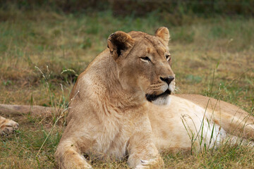 Fototapeta na wymiar Lazy Lioness Laying around and yawning, sitting in the bushveld of a field in a Nature reserve during a Safari game drive
