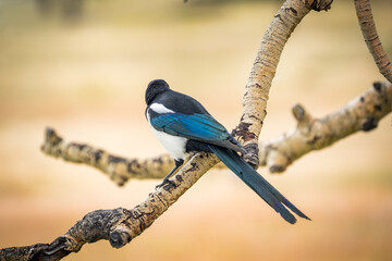 black blue bird sitting on branch