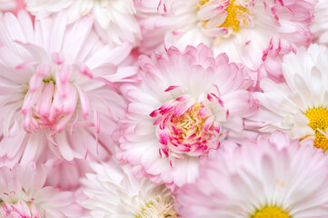 Floral background of pink and white daisy flowers.