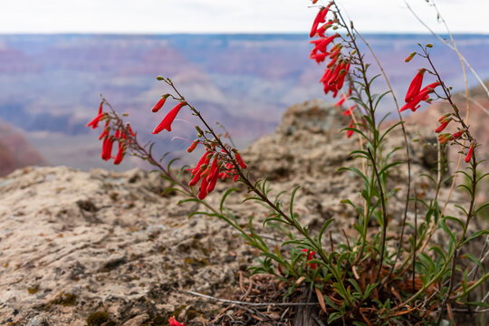 Red coloured Firecracker penstemon flower with scenic view from Skeleton Point on South Kaibab hiking trail at South Rim, Grand Canyon National Park, Arizona, USA. Selective focus on blossoming plant