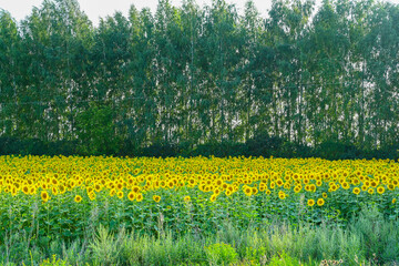 Obraz premium Beautiful sunflower in sunflowers field on summer with blue sky at Europe.