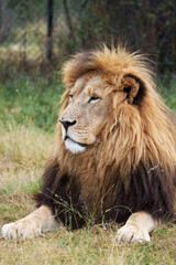 Stunning Proud Lion portrait with a full mane staring into the distance, caring for his pride and...