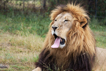 Fototapeta na wymiar Proud Lion yawning in the midday sun, bearing its massive huge teeth showing why its the King of the jungle. with a full mane. Taken during a Safari Game Drive in South Africa
