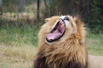 Proud Lion yawning in the midday sun, bearing its massive huge teeth showing why its the King of the jungle. with a full mane. Taken during a Safari Game Drive in South Africa
