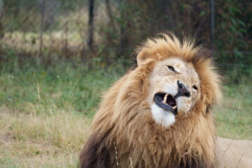 Proud Lion yawning in the midday sun, bearing its massive huge teeth showing why its the King of the jungle. with a full mane. Taken during a Safari Game Drive in South Africa