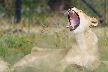 Roaring female lion bearing her teeth while giving a massive yawn and sticking her tongue out. Laying down in the green lush bush in the wild, taken during a safari game drive with tourists - Powered by Adobe