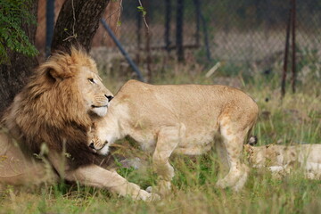 Lion and Lioness being cute and playful with each other and caressing, getting ready for mating season. taken during a safari game drive in South Africa